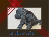 CHIOT