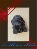 CHIOT