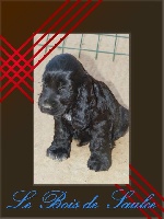 CHIOT