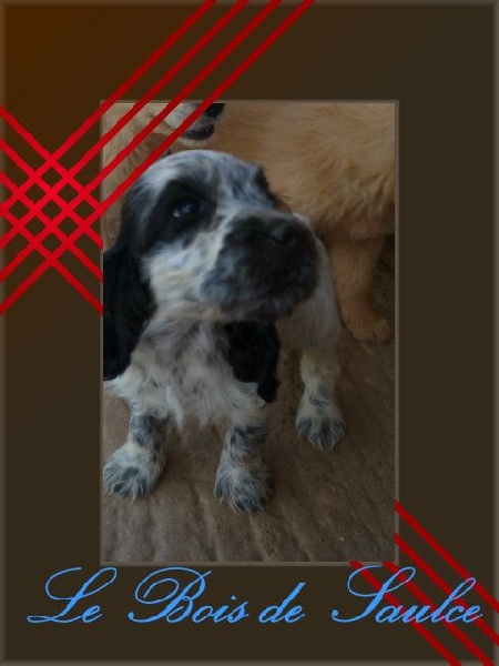Delphine-chrystelle Gillet-jailloux - Cocker Spaniel Anglais - Portée née le 10/05/2015